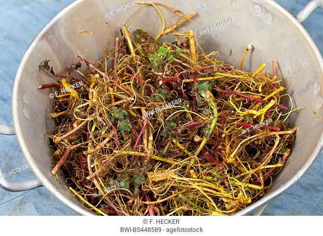 stinging nettle (Urtica dioica), collected roots in a bucket, Germany