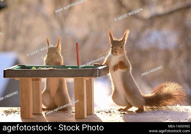 red squirrels are standing with a pool table