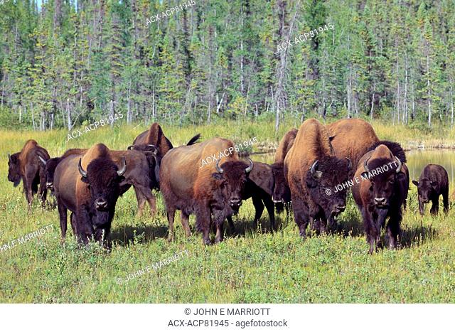 Wood bison herd, Northwest Territories, Alberta, Canada