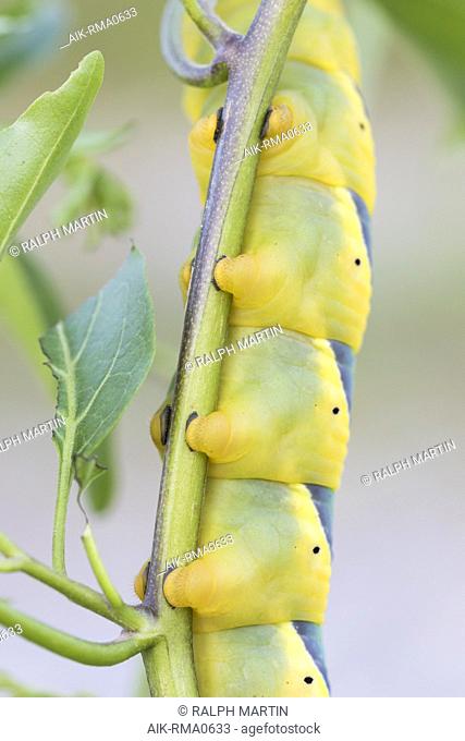 Deaths-head Hawk Moth - Totenkopfschwärmer - Acherontia atropos, Germany, larvae