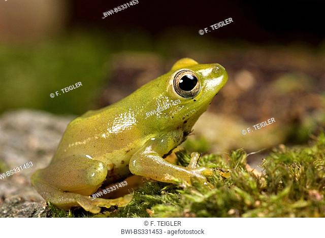 African Sedge Frog (Hyperolius puncticulatus), sitting on mossy deadwood
