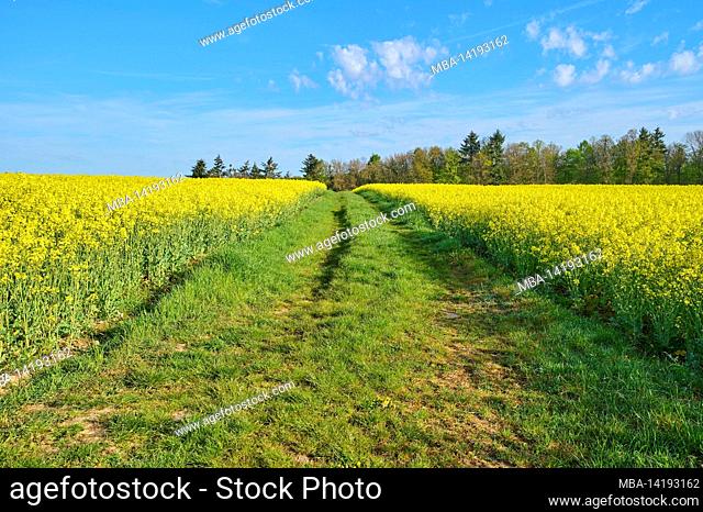 Rape field, way, spring, Spessart, Bavaria, Germany