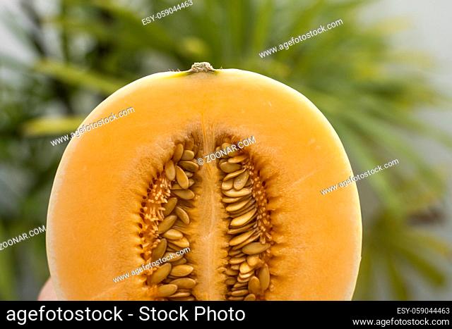 Fresh sweet orange melon with a palm tree on background. Useful and vitamin-rich food. Vegeterian