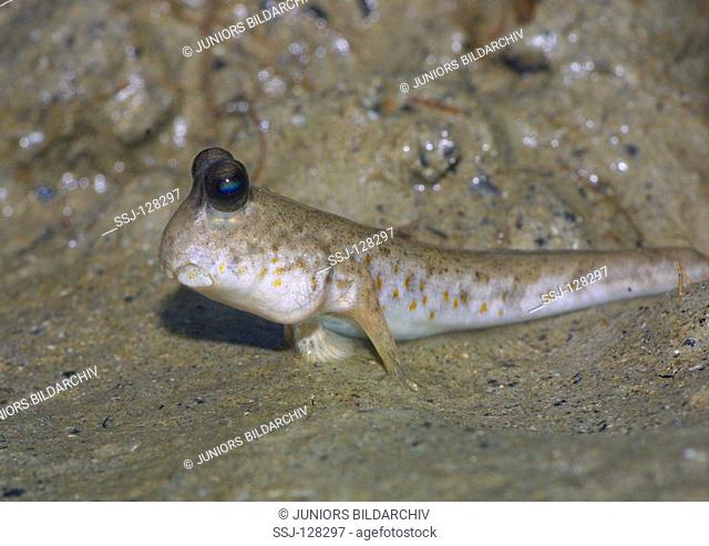 mudskipper - Periophthalmus barbarus