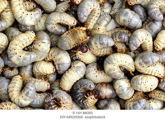Image of grub worms, coconut rhinoceros beetle (Oryctes rhinoceros), Larva