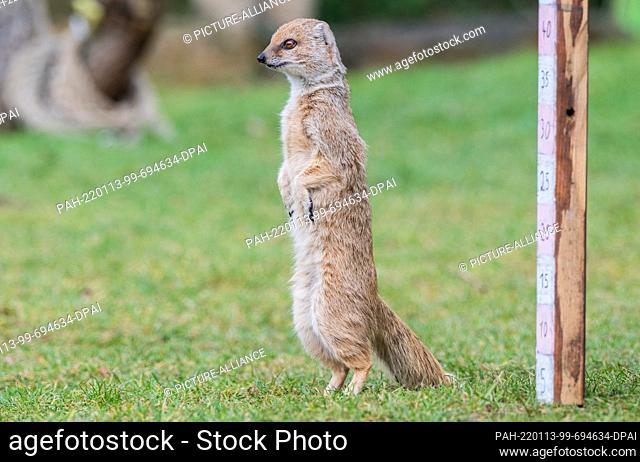 13 January 2022, Lower Saxony, Hanover: Fox mongoose Yvie (40 cm tall) stands in front of a measuring stick during a press event for the inventory at Hannover...