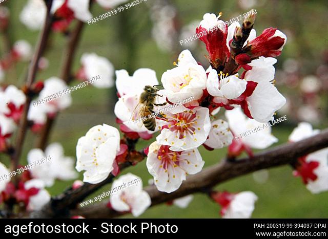 19 March 2020, Thuringia, Dachwig: A bee pollinates the blossoms of apricot trees of the Goldrich variety on an apricot plantation of the Bosse fruit farm in...