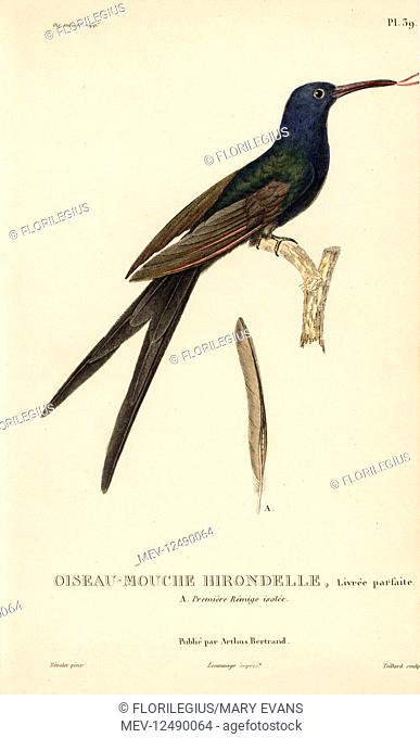 Swallow-tailed hummingbird, Eupetomena macroura (Ornismya hirundinacea). Mature adult. Handcolored steel engraving by Coutant after an illustration by...