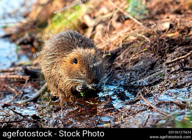 Nutria, coypu herbivorous, semiaquatic rodent member of the family Myocastoridae on the riverbed, baby animals, habintant wetlands, river rat