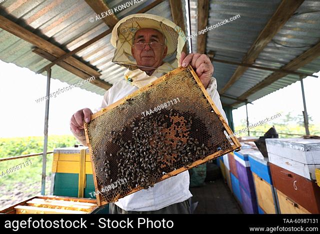 RUSSIA, KHERSON REGION - AUGUST 10, 2023: A beekeeper extracts honey from beehives on a trailer in a field of sunflowers in Askania-Nova in summer
