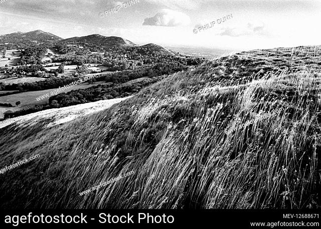 Wind-blown grass on the Malvern Hills above Droitwich, Worcestershire, England