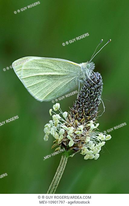 Small White Butterfly - resting on wild flower - May (Artogeia rapae). Cannock Chase - Staffordshire - England