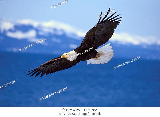 Bald Eagle - In flight (Haliaeetus leucocephalus)