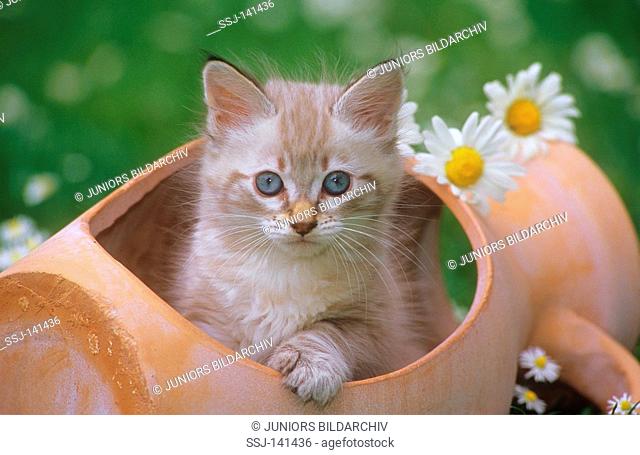 kitten in clay jug