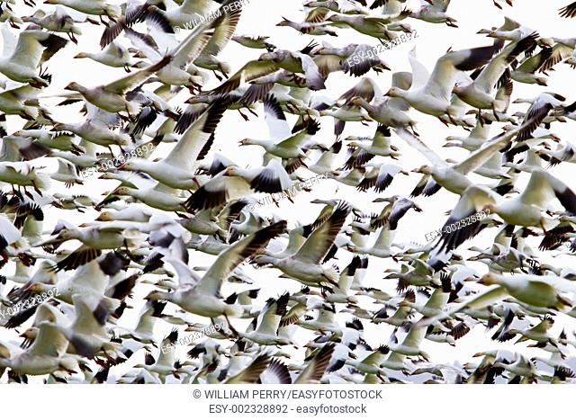 Hundreds of Snow Geese Flying In Response to Threat