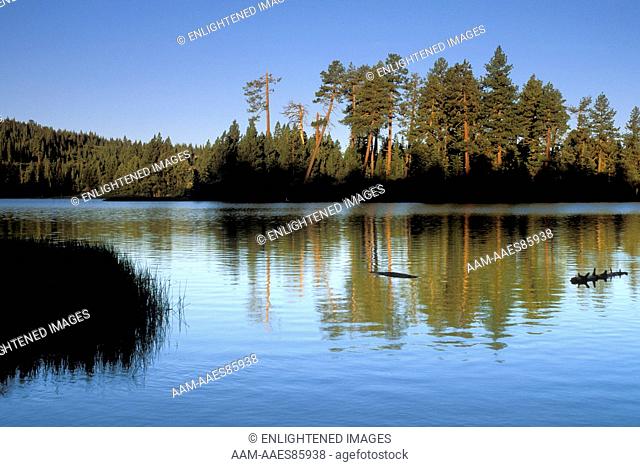 Morning light on trees and forest reflected in blue water of Manzanita Lake at sunrise, Lassen Volcanic National Park, California