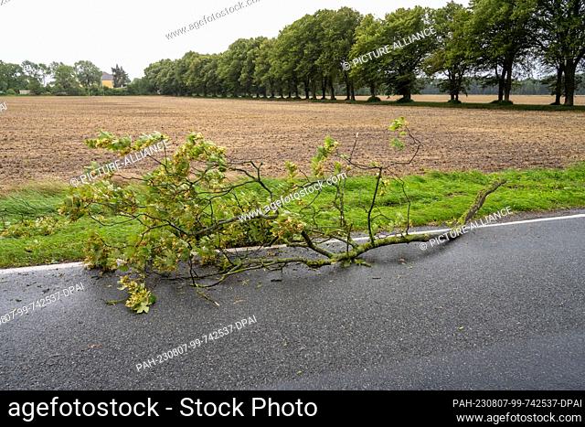 07 August 2023, Mecklenburg-Western Pomerania, Schaprode: A branch lies on the L302 highway. The ferry service to and from the island of Hiddensee was suspended...