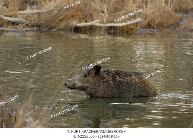 Wild boar (Sus scrofa), in the water, floodplains of the Danube, Lower Austria, Austria, Europe