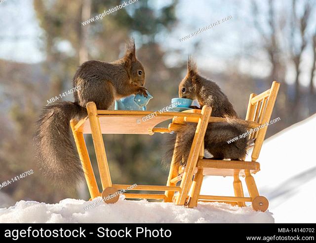 close up of red squirrels sitting on a chair on a table with cup