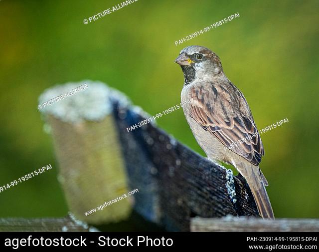 10 September 2023, Brandenburg, Oranienburg: A sparrow (Passer domesticus) sits on a wooden beam in a garden. Photo: Soeren Stache/dpa
