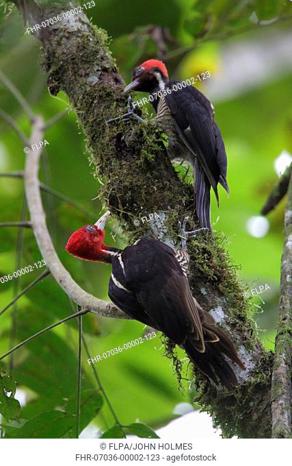 Pale-billed Woodpecker (Campephilus guatemalensis) adult male and juvenile, foraging on branch, La Selva Biological Station, Costa Rica, March