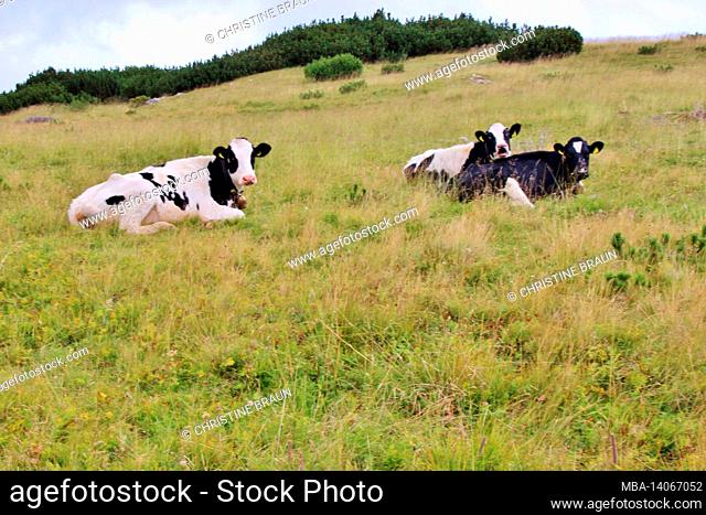 hike to latschberg (1949 m), herd of cows sitting holstein breed, brandenberger alps, tyrol, münster municipality