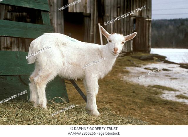 Goat Kid (Capra hircus)