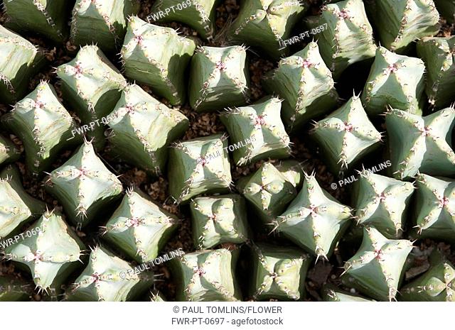Mammillaria spinosissima, Cactus, Pincushion cactus, Green subject