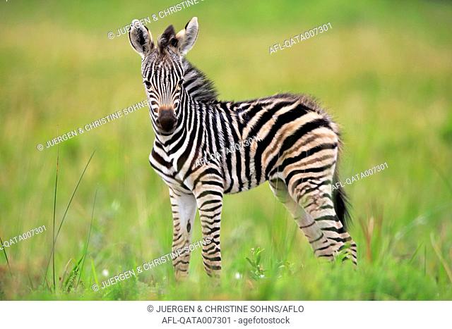 Plains Zebra, Burchell, (Equus quagga burchelli), young, Hluhluwe Umfolozi Nationalpark, Hluhluwe iMfolozi Nationalpark, KwaZulu Natal, South Africa, Africa