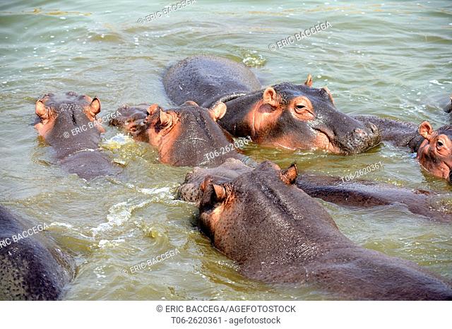 Hippopotamus (Hippopotamus amphibius), group bathing in Lake Edward, Queen Elizabeth National Park, Uganda, Africa