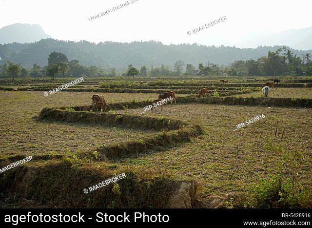 Rice fields with cows near Vang Vieng, Van Vieng, Vang Viang, Vientiane Province, Laos, Asia
