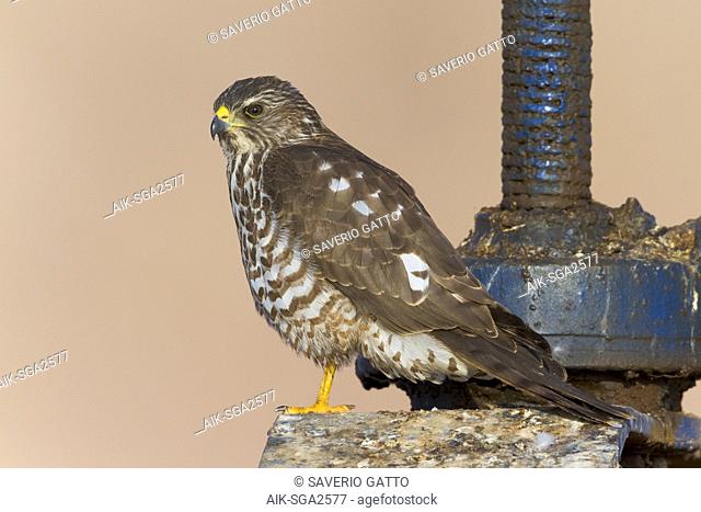 Levant Sparrowhawk (Accipiter brevipes), juvenile standing on a sluice in Egypt