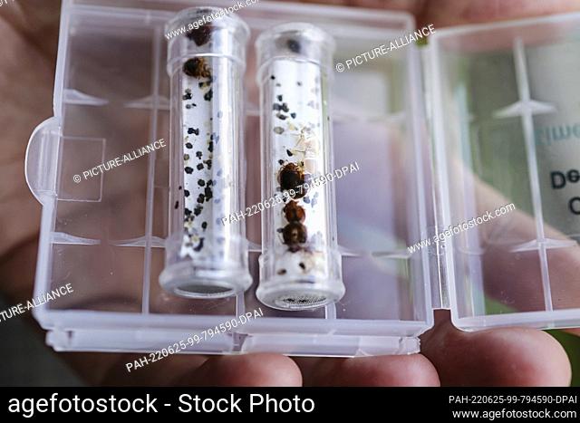 PRODUCTION - 16 June 2022, Schleswig-Holstein, Sieverstedt: Bed bugs are in plastic tubes for training purposes for dogs