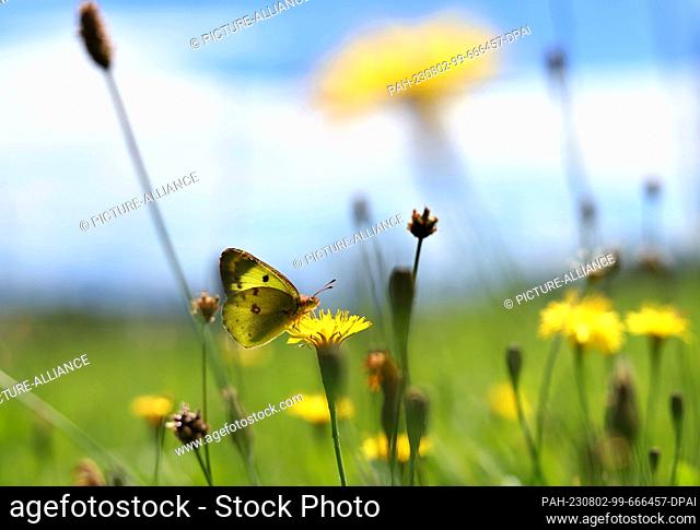 02 August 2023, Bavaria, Kaufbeuren: A white clover yellowing sits on a flower in a flower meadow under a white-blue sky