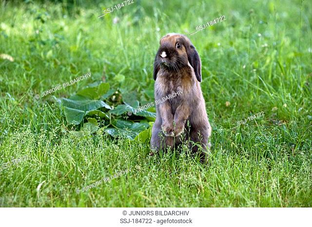 Dwarf Lop rabbit (4 month old) sitting on its haunches in a meadow
