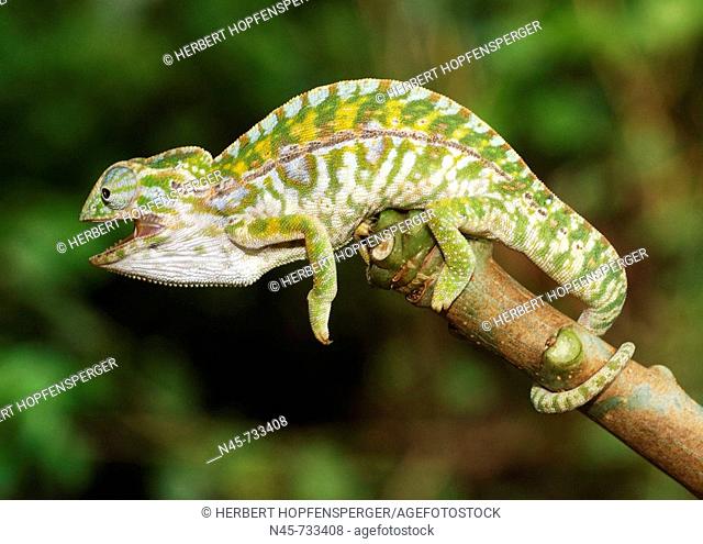 Carpet or Jewel Chameleon (Furcifer lateralis), male