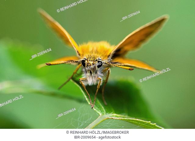 Small Skipper (Thymelicus sylvestris), Defereggental valley, Eastern Tyrol, East Tyrol, Austria, Europe