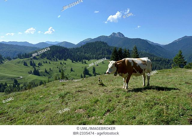Cow standing on a pasture above Koenigsalm alp in the Tegernsee Mountain near Kreuth, Bavaria, Germany, Europe