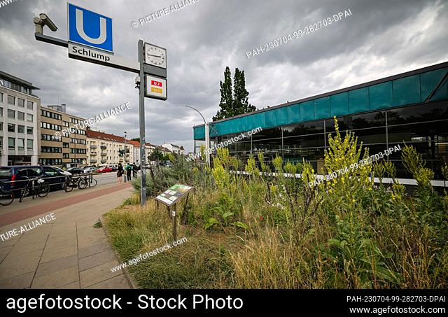 04 July 2023, Hamburg: Flowers and other plants stand in a wildflower meadow at Schlump station. The wild bee-friendly planting at four Hamburg subway and...