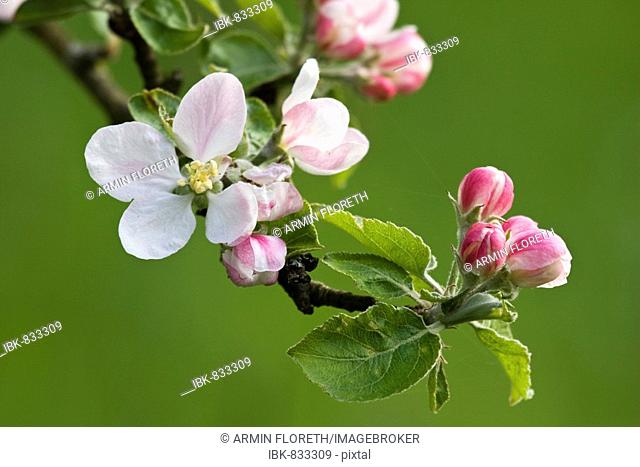 Apple Tree (Malus domestica) blossoms