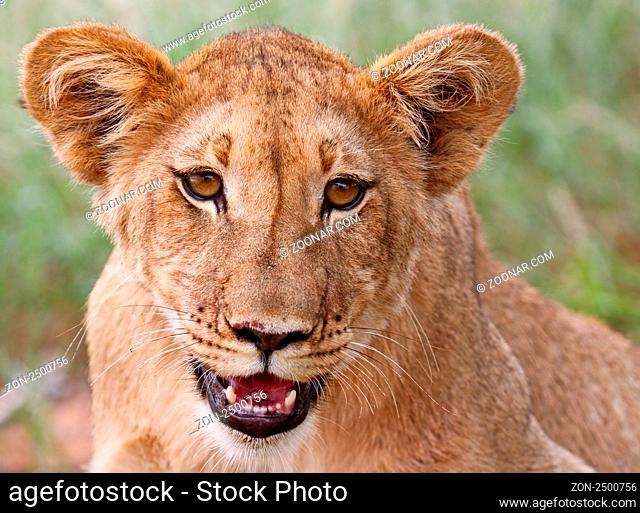 Junger Kalahari-Löwe im Kgalagadi Transfrontier National Park, Südafrika; young lion in south africa
