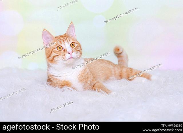 red-and-white Cat