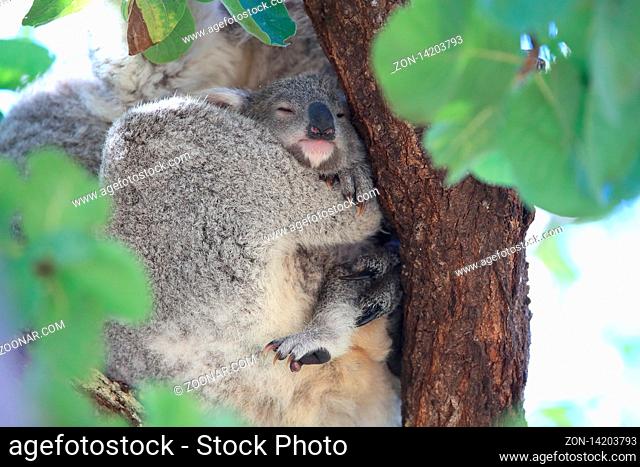 A wild Koala and its baby sitting in a tree. on Magnetic Island, Queensland Australia