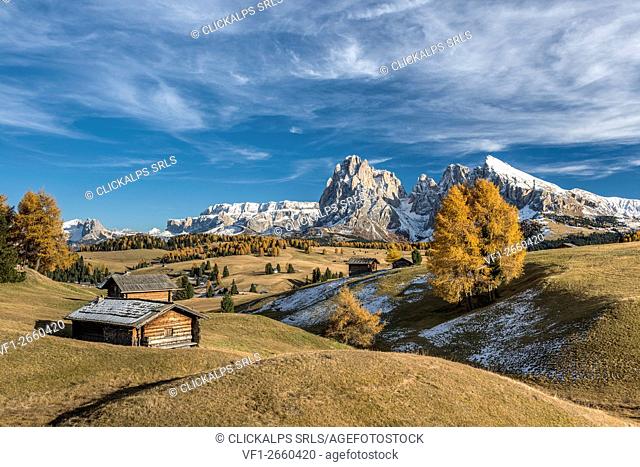Alpe di Siusi/Seiser Alm, Dolomites, South Tyrol, Italy. Autumn colors on the Alpe di Siusi/Seiser Alm with the Sella, Sassolungo/Langkofel and the...