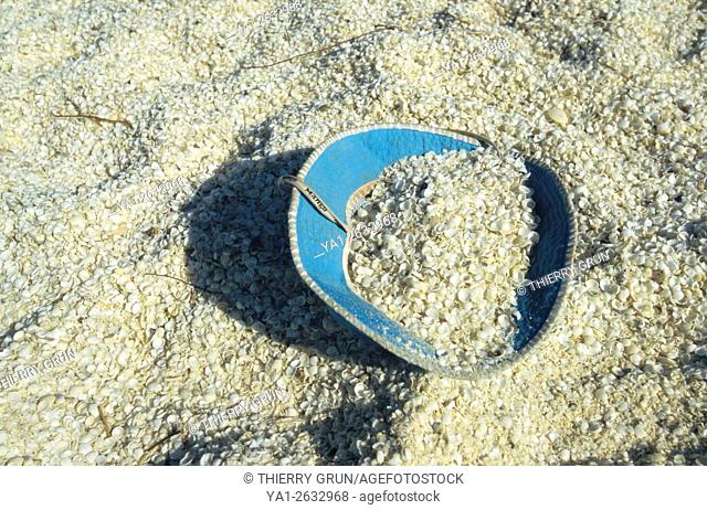 Australia, Western Australia, Shark bay, Haridon Bight, Shell Beach, beach composed only of small shells Fragum erugatum