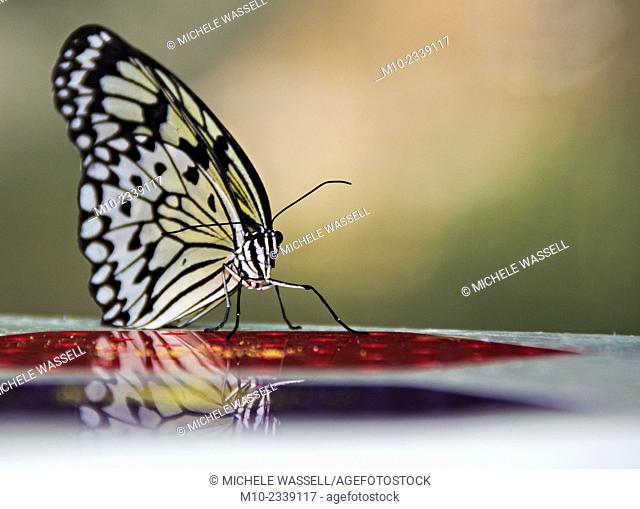 A Butterfly on a glossy table that shows its reflection