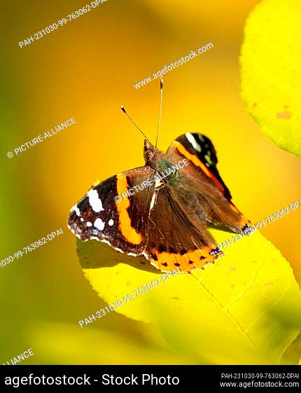 30 October 2023, Berlin: A butterfly of the species Admiral (vanessa atalanta) sits in the sun on a green leaf. Photo: Soeren Stache/dpa