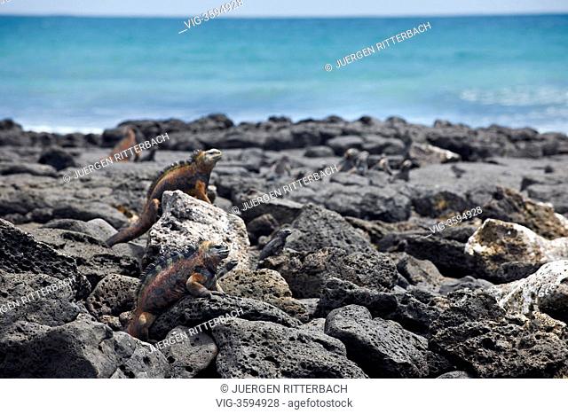 Marine Iguana, Amblyrhynchus cristatus, Tortuga Bay, Puerto Ayora, Santa Cruz, Galapagos Islands, Ecuador - Puerto Ayora, Santa Cruz, Galapagos, Ecuador