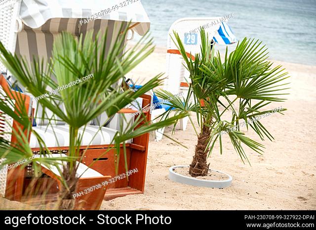 PRODUCTION - 03 July 2023, Schleswig-Holstein, Timmendorfer Strand: Palm trees stands next to a beach chair on the Baltic Sea beach