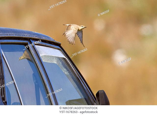 Isabelline Wheatear Oenanthe isabbelina tsking off from the rouf of a car. Mesolonghi, Greece